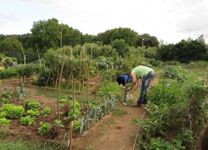 Traballos-na-horta-da-Finca-do-Conde
